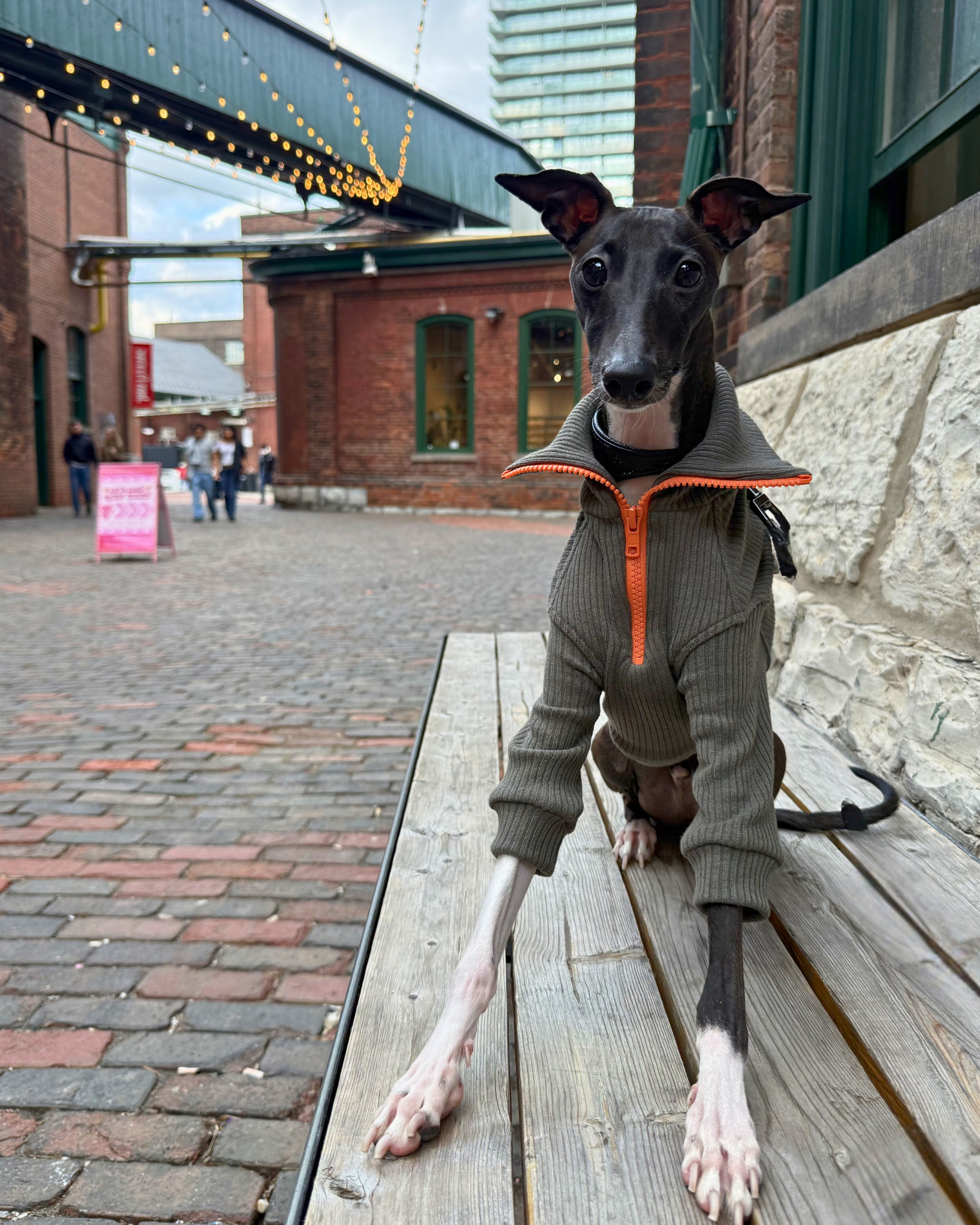 Whisper the Italian Greyhound